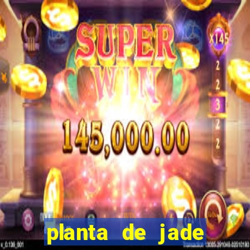 planta de jade significado espiritual